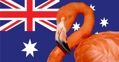 Flamingos in Australia: 20 Million Years of History