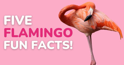 Five Fantastic Flamingo Fun Facts!