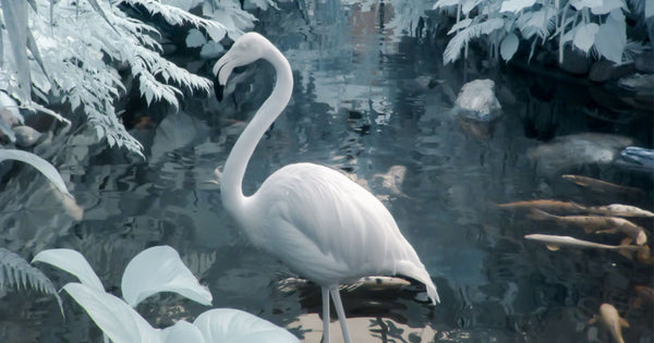 Can Flamingos Live in Cold Weather?