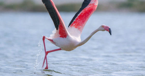 Do Flamingos Migrate?