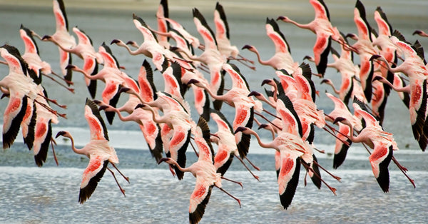 When Do Flamingos Learn to Fly?