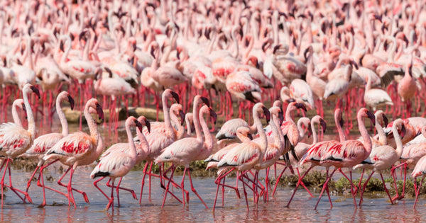 Where Is the World's Biggest Flamingo Population?