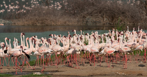 Are There Flamingos in Texas?