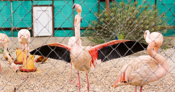 How Long Do Flamingos Live in Captivity?