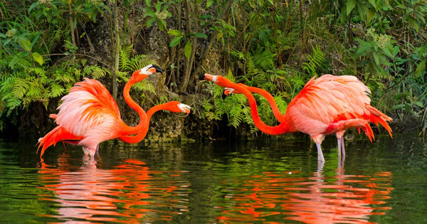 Flamingo Fights: Check Out These Heavyweights!