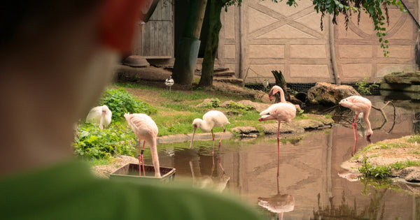 Best American Zoos for Flamingos: Where to Find the Fabulous Fowl