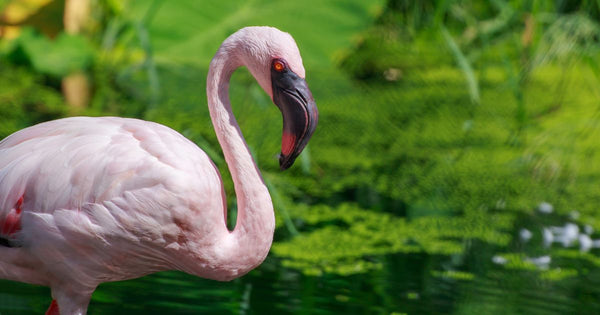 Is Flamingo Poop Pink?