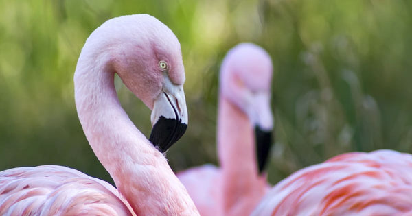Flamingos Can Lose Their Pink Color!