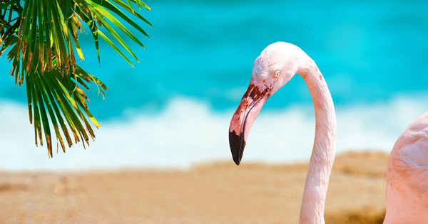 Do Flamingos Live in Florida?
