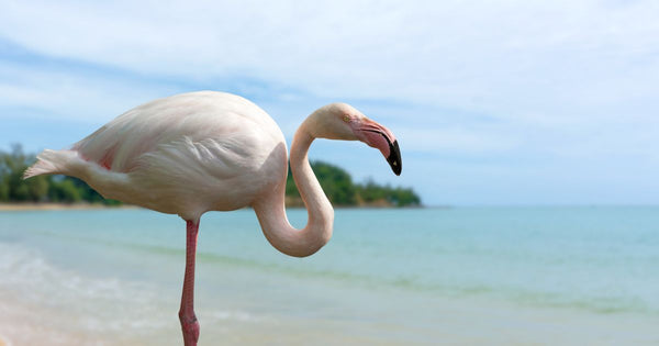 Are There Flamingos on the Galapagos Islands?