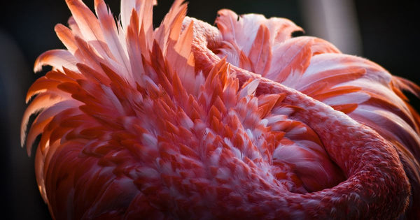 7 Fascinating Flamingo Feather Facts