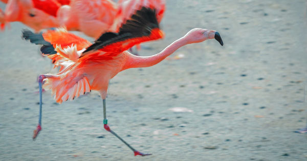 How Fast Can Flamingos Run?