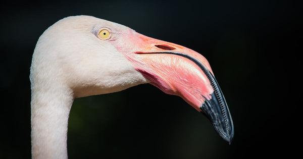 Why Are Flamingo Beaks Bent?