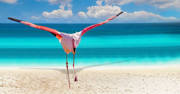How Morton Salt Helped Bahamas Flamingos