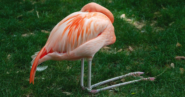 Do Flamingos Hibernate?