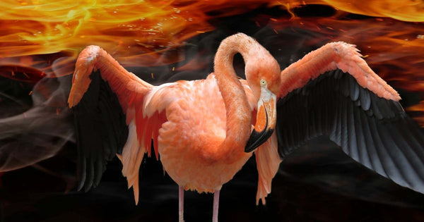 Flamingos Get Their Name From Fire!