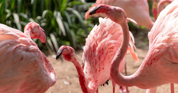 What Color Is Flamingo Blood?