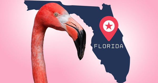 Flamingo Gains Steam as New Florida State Bird
