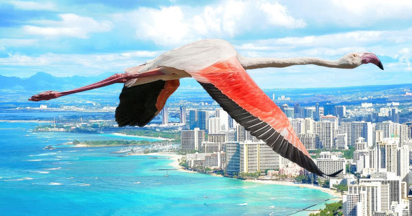 Do Flamingos Live in Hawai'i?