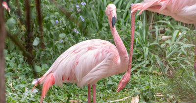 How Do Flamingos Sit Down?