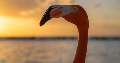 Flamingo Symbolism: What the Beautiful Bird Represents