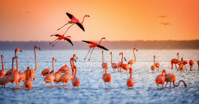 How You Can Help Conserve Flamingos