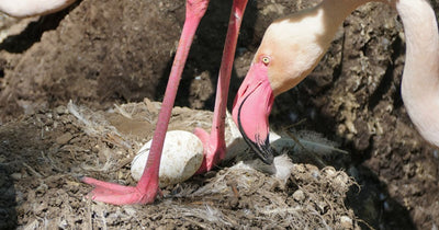 70-Year-Old Flamingo Lays First Egg