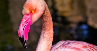 7 Beautiful Pink Birds From Across the World