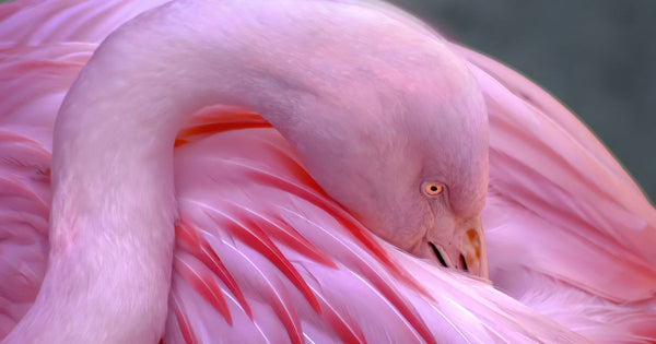 Study Shows Flamingos Preen as Much as Other Waterbirds