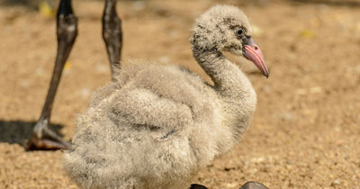 SeaWorld Orlando Welcomes New Flamingo Chick