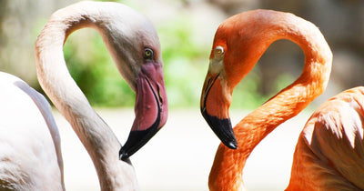 Same-Sex Flamingo Couple Raises Chick in English Zoo