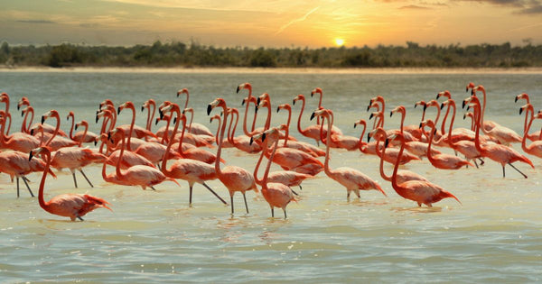 Mexican Charities Team Up for Flamingo Conservation