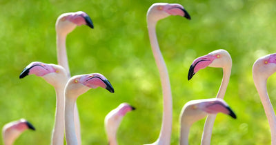 How Do Flamingos Protect Themselves?