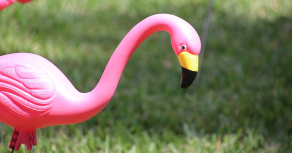 Flamingos Flock at University of Wisconsin for 12th-Straight Year