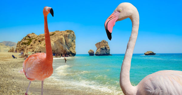 Flamingos in Cyprus: When, Where & How to See Them!