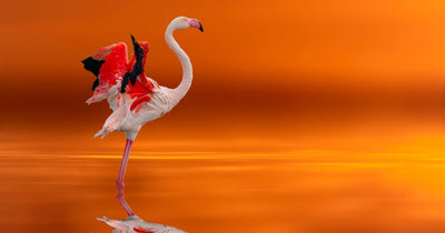 What Does a Flamingo Need to Survive?