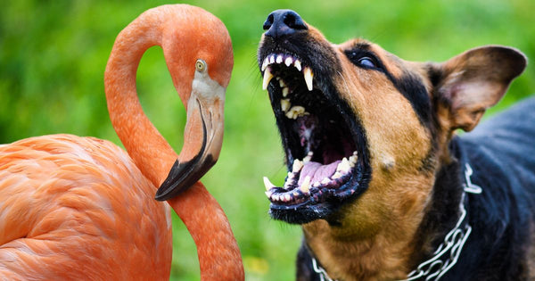 Mexican Street Dogs Are Attacking Flamingos