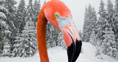 Flamingos & Freezing Waters: Surviving Winter