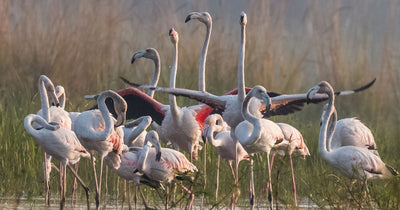 Ten Flamingos Rescued from Smugglers at Tunisia-Algeria Border