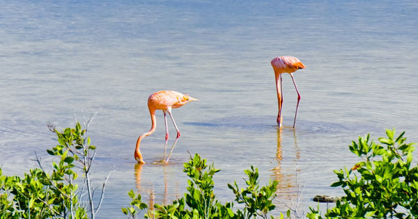 Caribbean Flamingos Return to Cozumel After Months