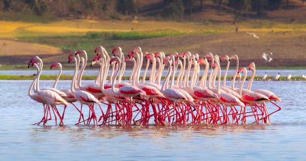 Flamingo Lake Conservation: The Ongoing Fight Over India's Flamingo Haven