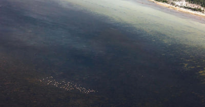 125 Flamingos Mark Florida's Biggest Flamboyance in 11 Years