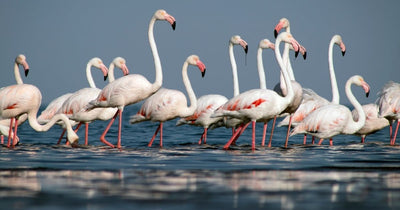 Greater Flamingos: The Most Widespread Flamingo