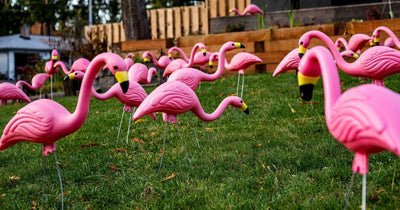 What's Going On with Flamingos in Parma, Ohio?