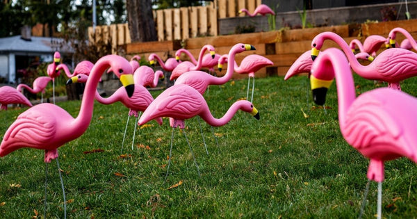 What's Going On with Flamingos in Parma, Ohio?