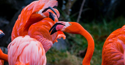 Turns Out, Flamingos Are Predators