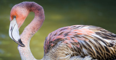 Frankie the Flamingo's Fabulous Tour de France