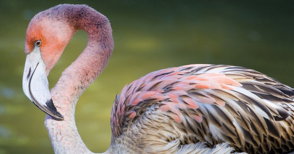 Frankie the Flamingo's Fabulous Tour de France