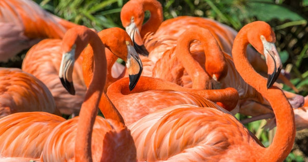 Naples Zoo Unveils 7 New Flamingos