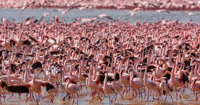 Flamingo Rural Flamingo Habitats Explained | The Popular Flamingo